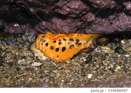 クモガタウミウシの腹面　海辺の生物　干潮時 134686697