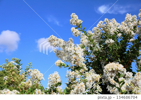 爽やか　白色サルスベリの花 134686704