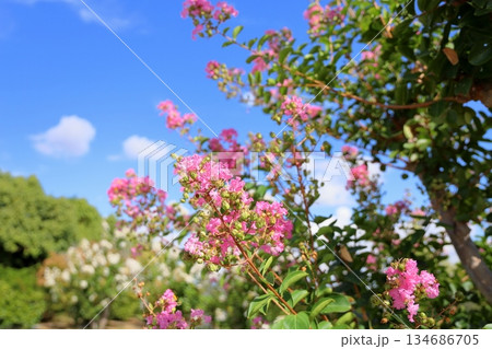 可愛い　サルスベリの花 134686705