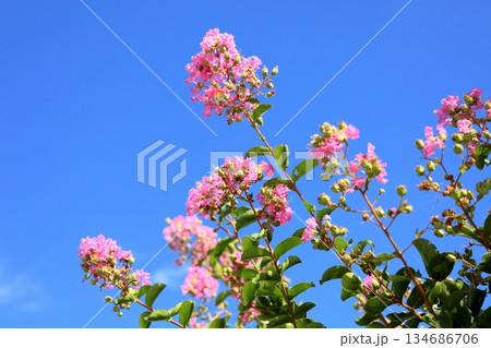 可愛い　サルスベリの花 134686706