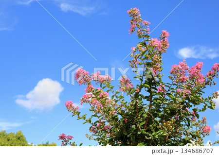 可愛い　サルスベリの花 134686707