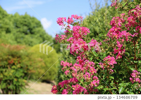 可愛い サルスベリの花 可愛い サルスベリの花 134686709