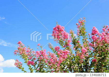 可愛い　サルスベリの花 134686711