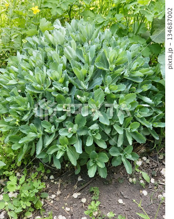 Sedum in an early spring, with only green leaves. Young shoots of Hylotelephium telephium. Beautiful green plants. Natural background. Sedum in an early spring, with only green leaves. Young shoots of Hylotelephium telephium. Beautiful green plants. Natural background. 134687002