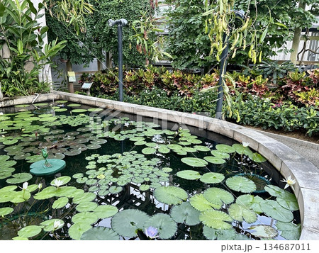 池に浮かぶ蓮の葉 池に浮かぶ蓮の葉 134687011
