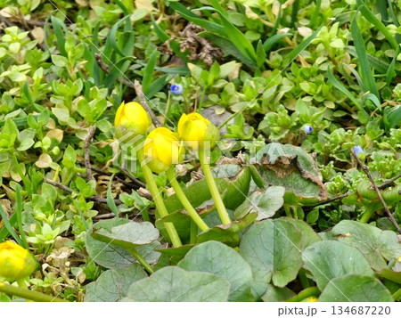 The first spring flowers. Buds. Blooming yellow Ranunculus ficaria. Flower background. Ranunculus ficaria is blooming. 134687220