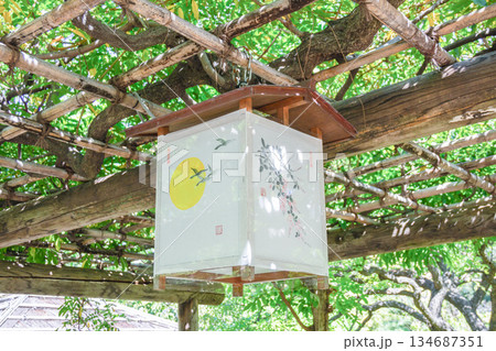 向島百花園の藤棚に吊るされた和風行灯と新緑の庭園風景 134687351