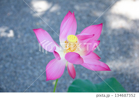 向島百花園で咲くピンク色の蓮の花と夏の庭園風景 134687352