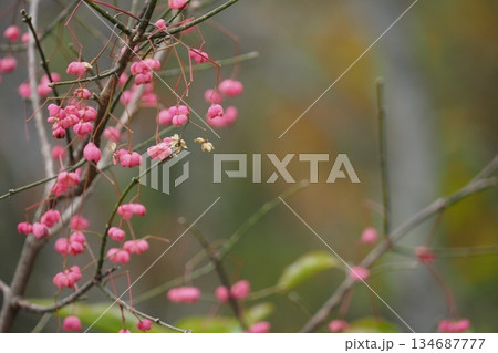 ピンクの木の実 ピンクの木の実 134687777