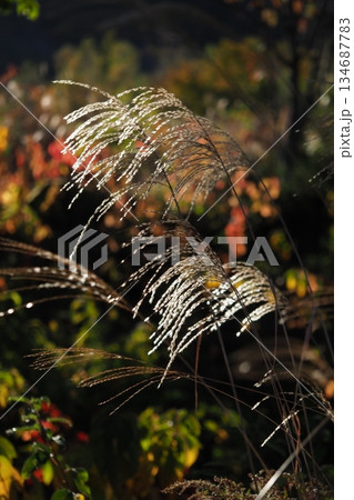 乗鞍高原の朝日を浴びて光るススキの穂 134687783