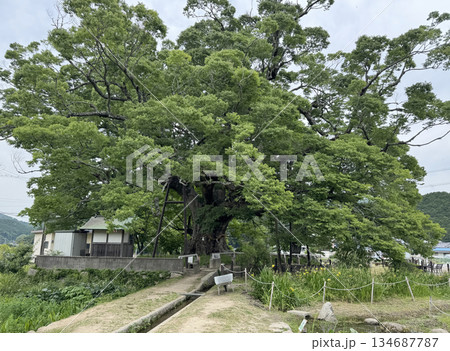 野間の大ケヤキ　 134687787