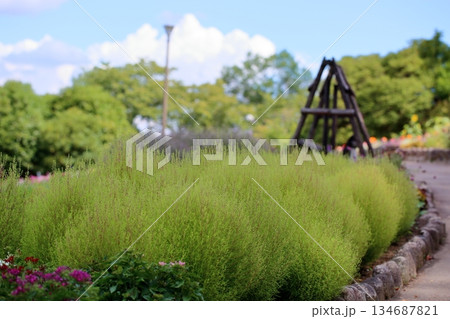 可愛い コキア 紅葉の始まり 可愛い コキア 紅葉の始まり 134687821