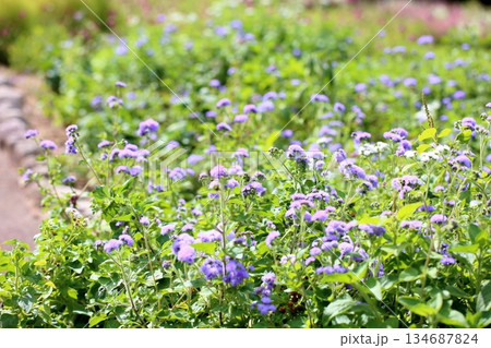 爽やか　コノクリニウムの花 134687824