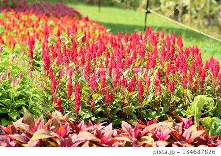 可愛い ケイトウの花 可愛い ケイトウの花 134687826