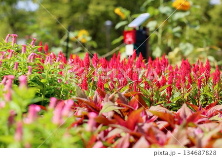 可愛い　ケイトウの花 134687828