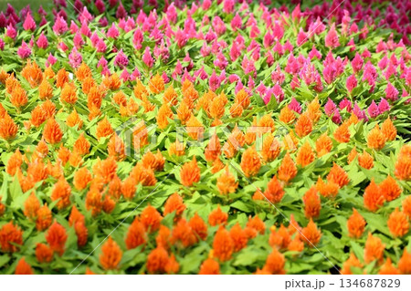 可愛い ケイトウの花 可愛い ケイトウの花 134687829