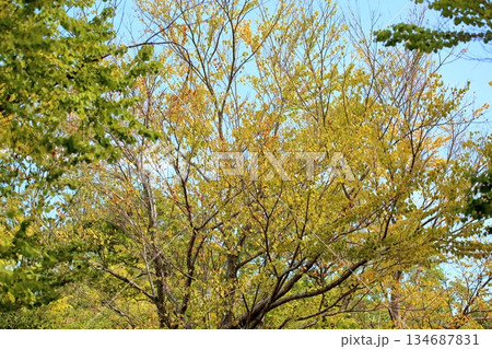 色づく　カツラの葉　黄葉 134687831
