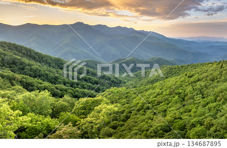 Morning forest in North Carolina Appalachian mountains, USA. Mount Mitchell peak in Blue Ridge Mountains. American nature in summer season 134687895