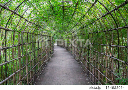 向島百花園の竹と緑に包まれた萩のトンネル状の園路と静かな庭園風景 向島百花園の竹と緑に包まれた萩のトンネル状の園路と静かな庭園風景 134688064