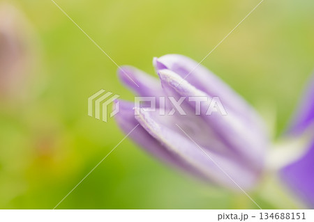 つぼみから開く桔梗の花 つぼみから開く桔梗の花 134688151