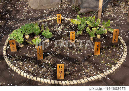 向島百花園で育てられる江戸時代由来の七草と野草の円形花壇 134688473