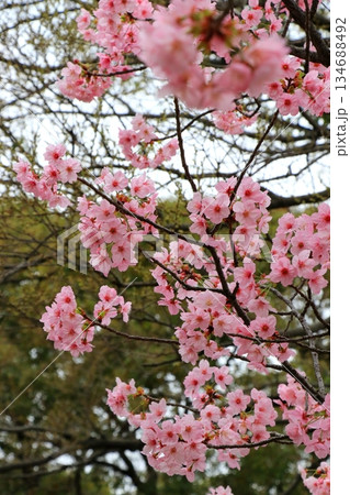 春の訪れを告げる河津桜 春の訪れを告げる河津桜 134688492