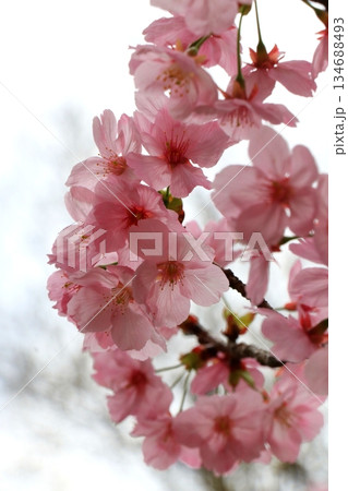 桜咲く 134688493