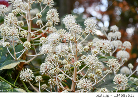 ヤツデ　Japanese aralia 134688613
