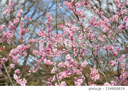 梅の花「道知辺」　Plum blossom 'michishirube' 134688614
