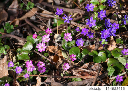 雪割草（へパティカ）　Hepatica 134688616