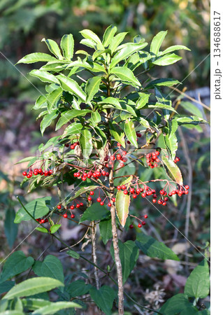 マンリョウ　Coralberry 134688617