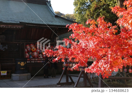 モミジが映える高崎の名刹達寺寺 134688623