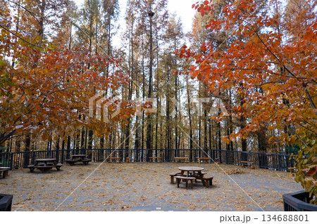 Peaceful Resting Area Surrounded by Autumn Metasequoia Trees along the Ansan Dullegil Trail in Seoul 134688801