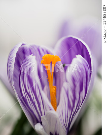花芯を際立たせたクロッカスのマクロ写真 花芯を際立たせたクロッカスのマクロ写真 134688807