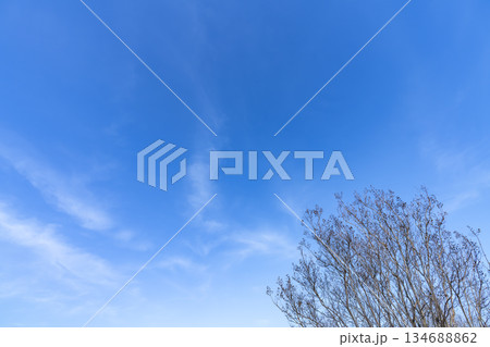 冬空と雲と木立 冬空と雲と木立 134688862