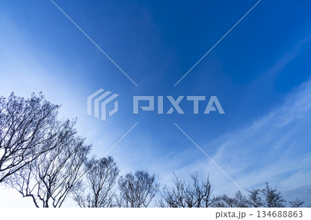 冬空と雲と木立 134688863