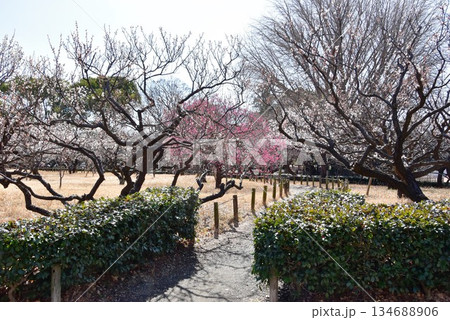 神奈川県　平塚市総合公園の満開梅林散策路 134688906