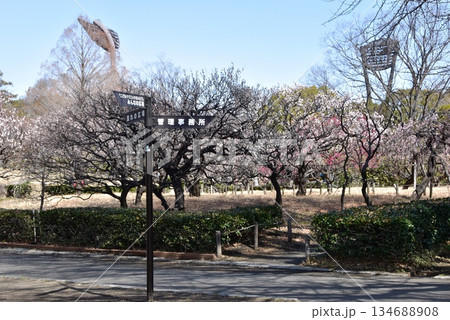 神奈川県 平塚市総合公園の満開梅林散策路と道案内 神奈川県 平塚市総合公園の満開梅林散策路と道案内 134688908