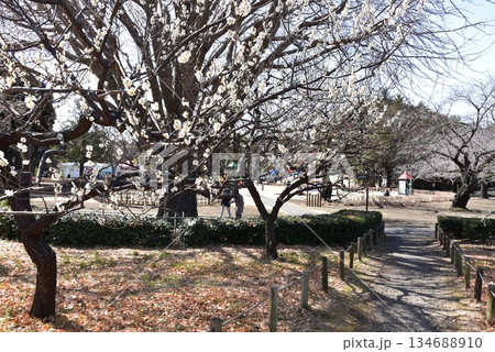 神奈川県　平塚市総合公園の満開梅林散策路とみんなの広場 134688910