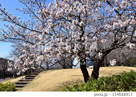 神奈川県　平塚市総合公園散策路と満開早咲き桜 134688911