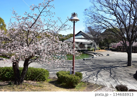 神奈川県　平塚市総合公園の満開早咲き桜とレストハウスと大池 134688913