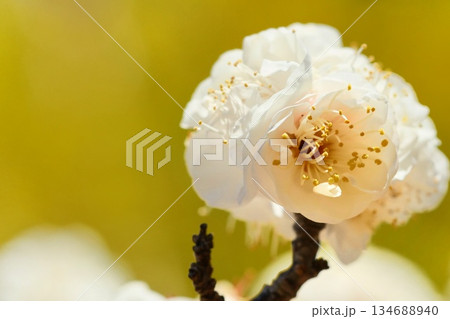 白梅 梅の花 クローズアップ 早春 白梅 梅の花 クローズアップ 早春 134688940