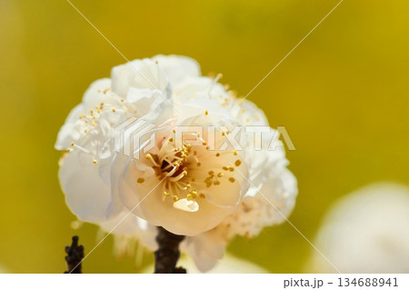白梅 梅の花 クローズアップ 早春 白梅 梅の花 クローズアップ 早春 134688941