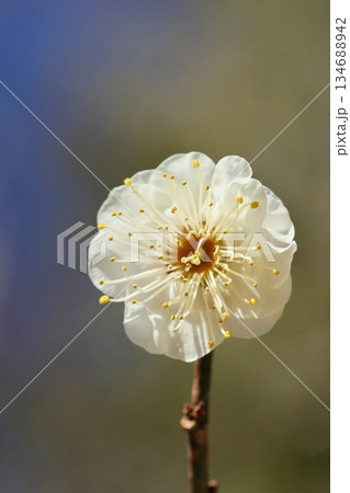 白梅　梅の花　クローズアップ　早春 134688942