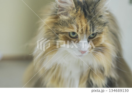 ノルウェージャンフォレストキャットの顔アップ 134689130