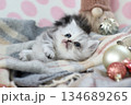 生後1ヶ月のミヌエットの子猫 134689265