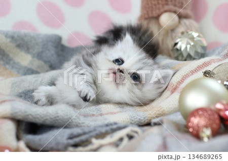 生後1ヶ月のミヌエットの子猫 生後1ヶ月のミヌエットの子猫 134689265
