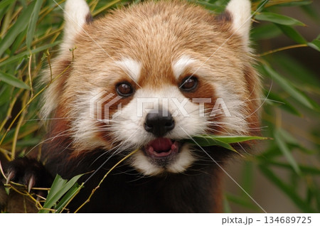 レッサーパンダ3 レッサーパンダ3 134689725