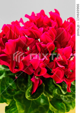 赤いシクラメンの花 赤いシクラメンの花 134689966