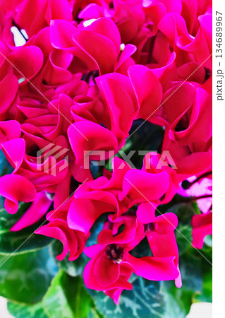 赤いシクラメンの花 134689967